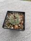 Preview: Strombocactus disciformis